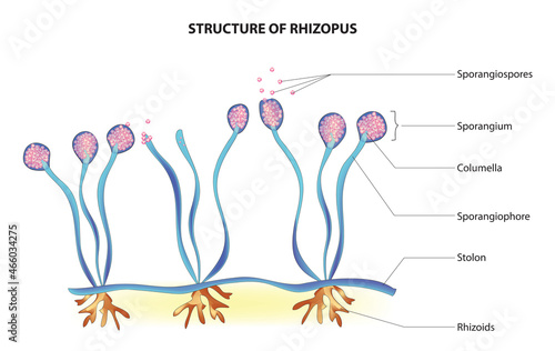 Biological anatomy of Rhizopus (Rhizopus fungus structure) 