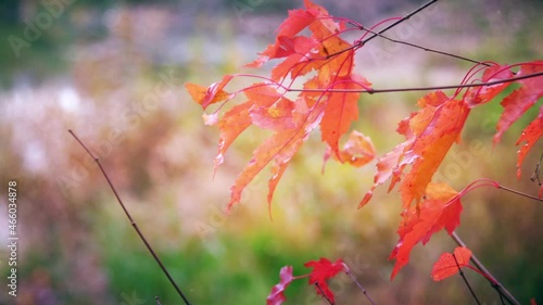 Red Leaves in Autumn Garden, Falltime Video Background (ID: 466034878)