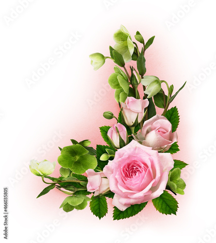 Pink rose flowers and green...