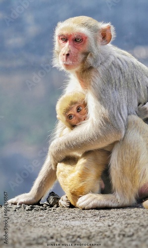 japanese macaque with baby © Dinesh