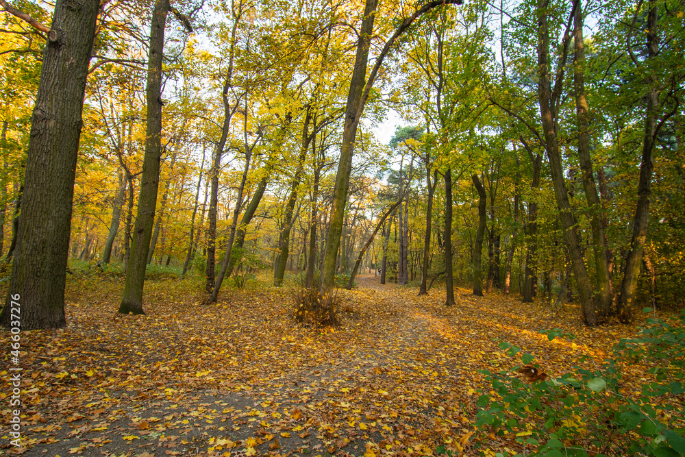 Obraz premium jesień