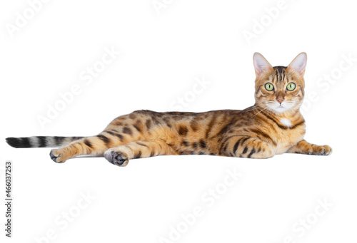 Bengal cat lies on a white background with its front paw bent under itself.