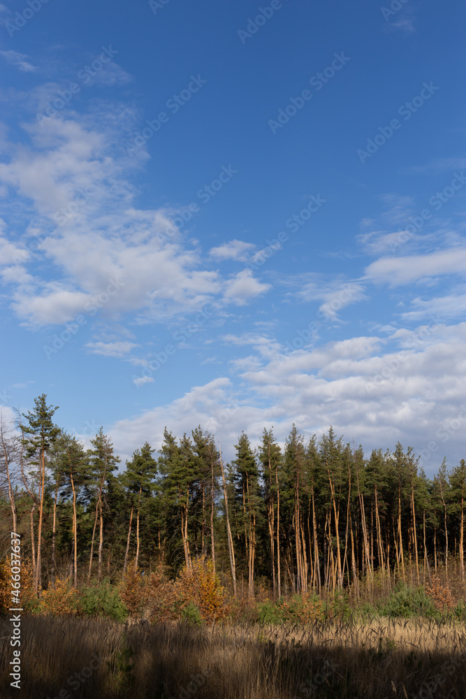 Pine trees against the blue sky.