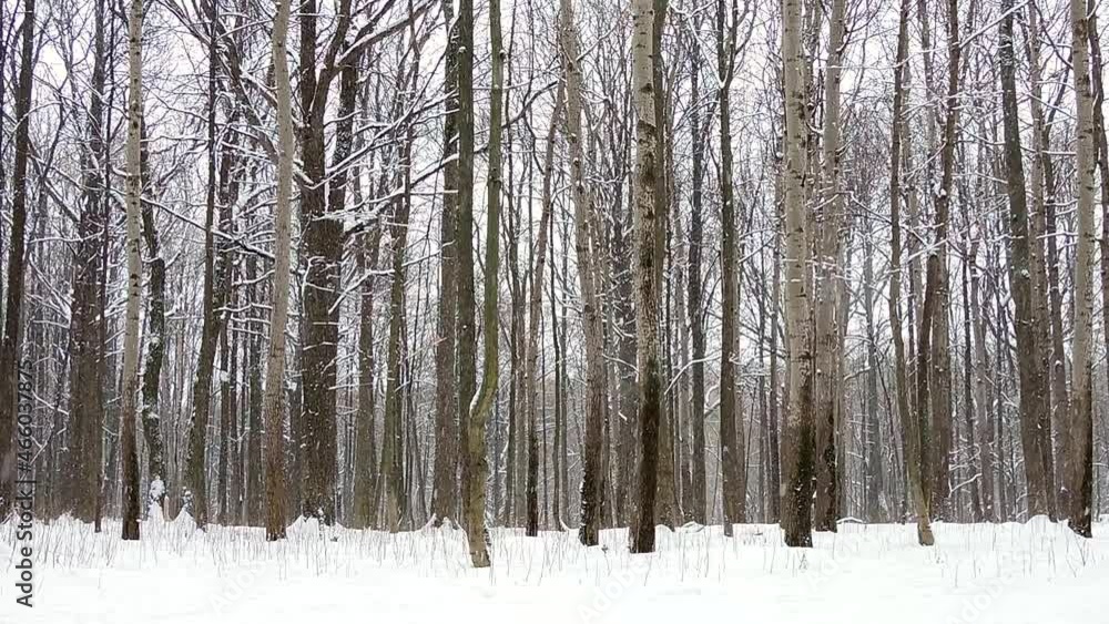 Snowfall in winter in the forest, soft snowy christmas morning with falling snow Snowfall in winter in the forest, soft snowy christmas morning with falling snow
