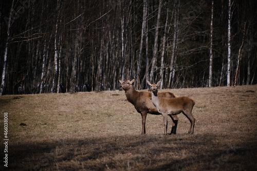 A couple of deer on a field in the forest