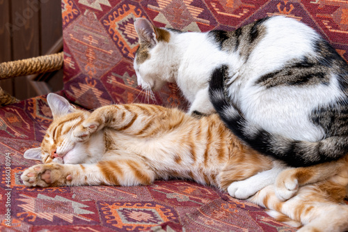 Photography cats cuddling on cushion chair in Turkey