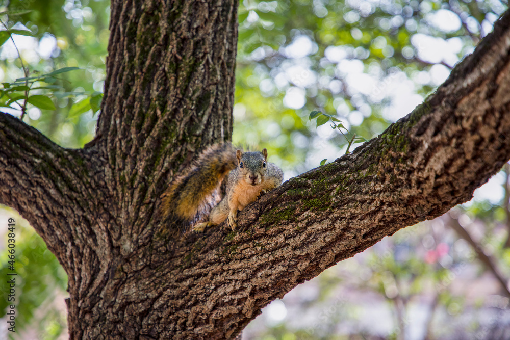 squirrel on tree squirrel on tree