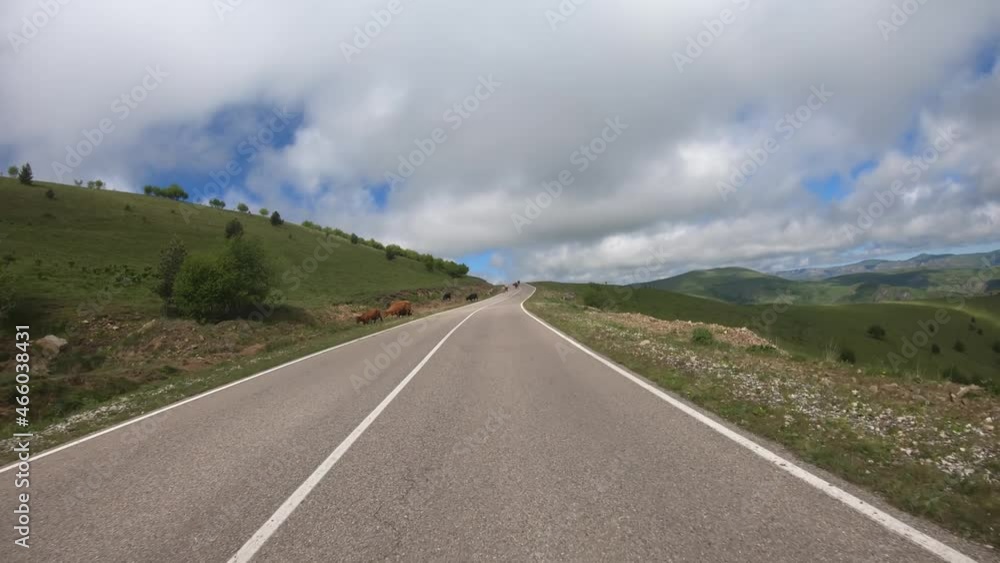 Driving a Car on a Road. Cows blocked the way for traffic. Driving a Car on a Road. Cows blocked the way for traffic.