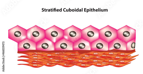 Biological structure stratified cuboidal epithelium tissue 