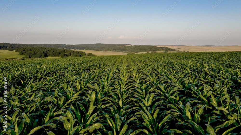 Corn field with young plants on fertile soil on sunset
