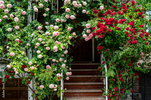 Red and white roses in front of house