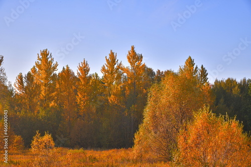 autumn trees on the edge of the forest on a sunny day