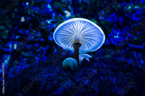 Fotografie, Obraz blue glowing mushroom