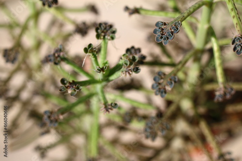 Kalanchoe tubiflora żyworódka płodnolist