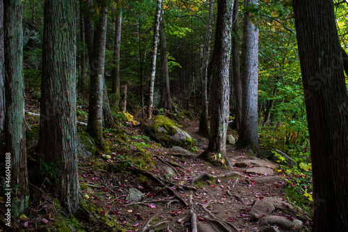 trees in the forest