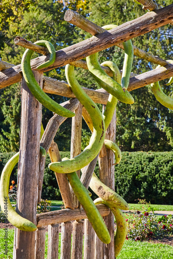 Wood archway with unusual hanging green gourds Wood archway with unusual hanging green gourds