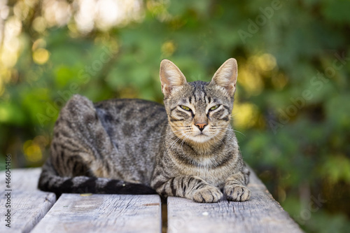 beautiful tabby cute cat portrait