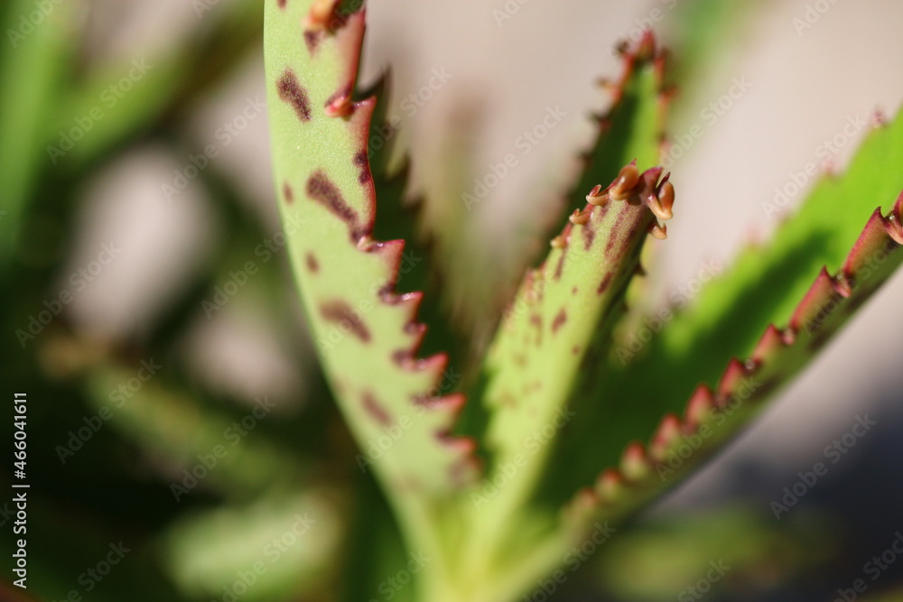 Kalanchoe serrata żyworódka wąskolistna płodnolist Kalanchoe serrata żyworódka wąskolistna płodnolist