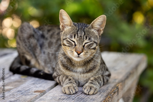 beautiful tabby cute cat portrait © enginakyurt