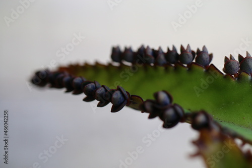 Kalanchoe daigremontiana żyworódka płodnolist