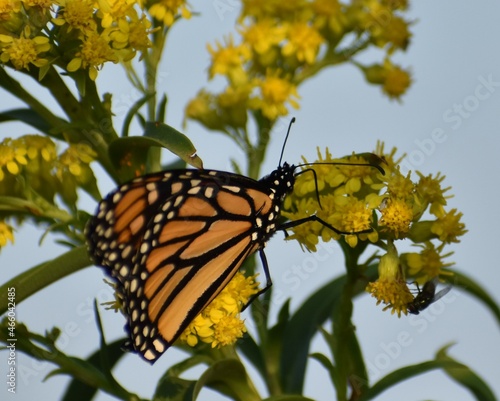 Canvas Print Monarch butterfly on a flower