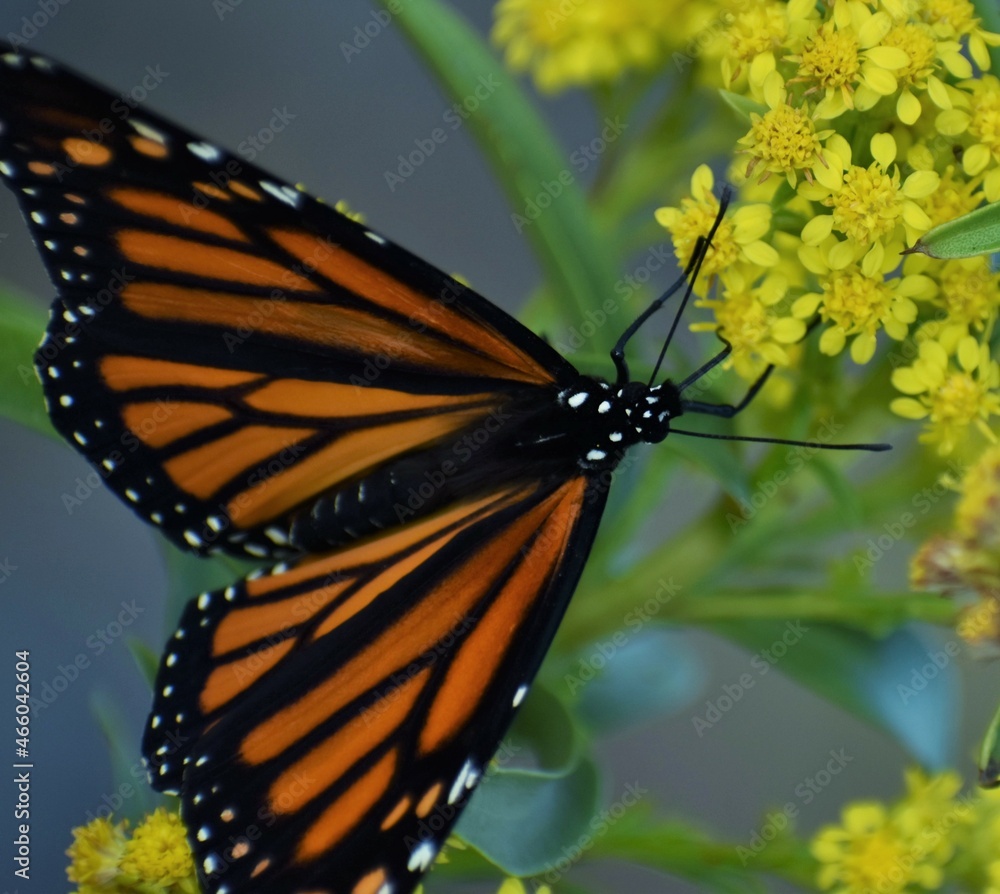 Fototapeta premium Monarch butterfly on a flower
