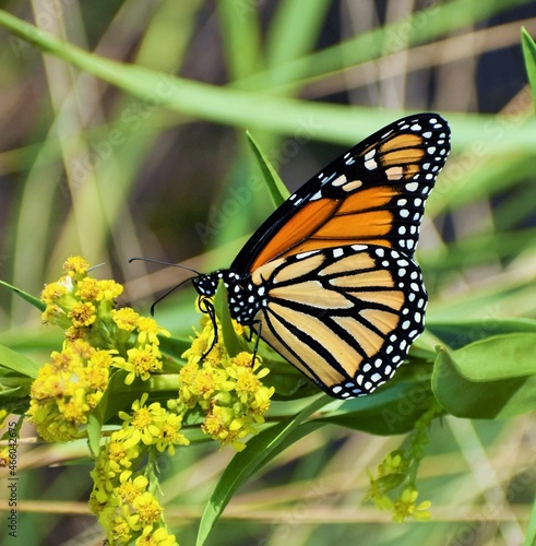 Monarch butterfly on a flower © Jeff N.