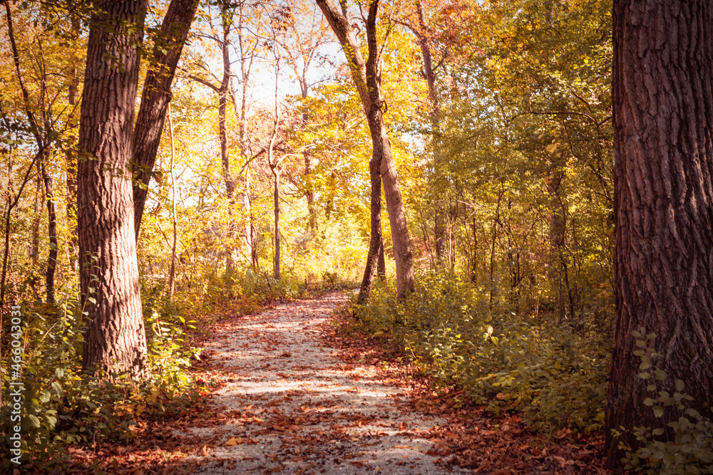 A path through sparse woods on an autumn day in Waukesha County, Wisconsin.