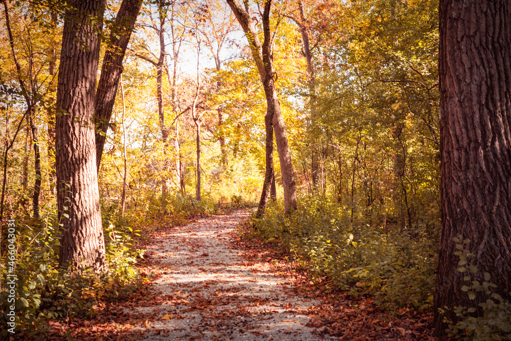 A path through sparse woods on an autumn day in Waukesha County, Wisconsin. A path through sparse woods on an autumn day in Waukesha County, Wisconsin.
