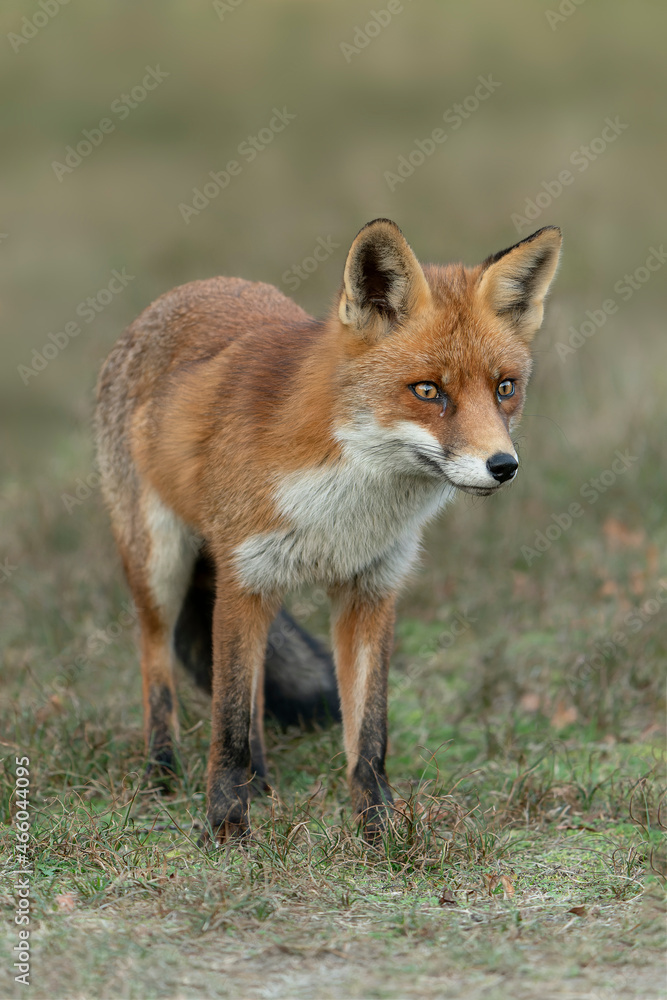 Fototapeta premium Red fox (Vulpes vulpes) in natural autumn environment. Amsterdamse waterleiding duinen in the Netherlands. 
