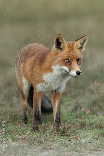 Red fox (Vulpes vulpes) in natural autumn environment. Amsterdamse waterleiding duinen in the Netherlands. 