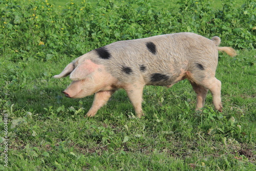 Elevage de porcs en plain air photo