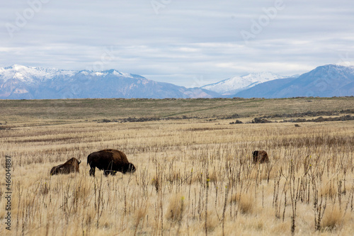  bison feeding on antelope island
