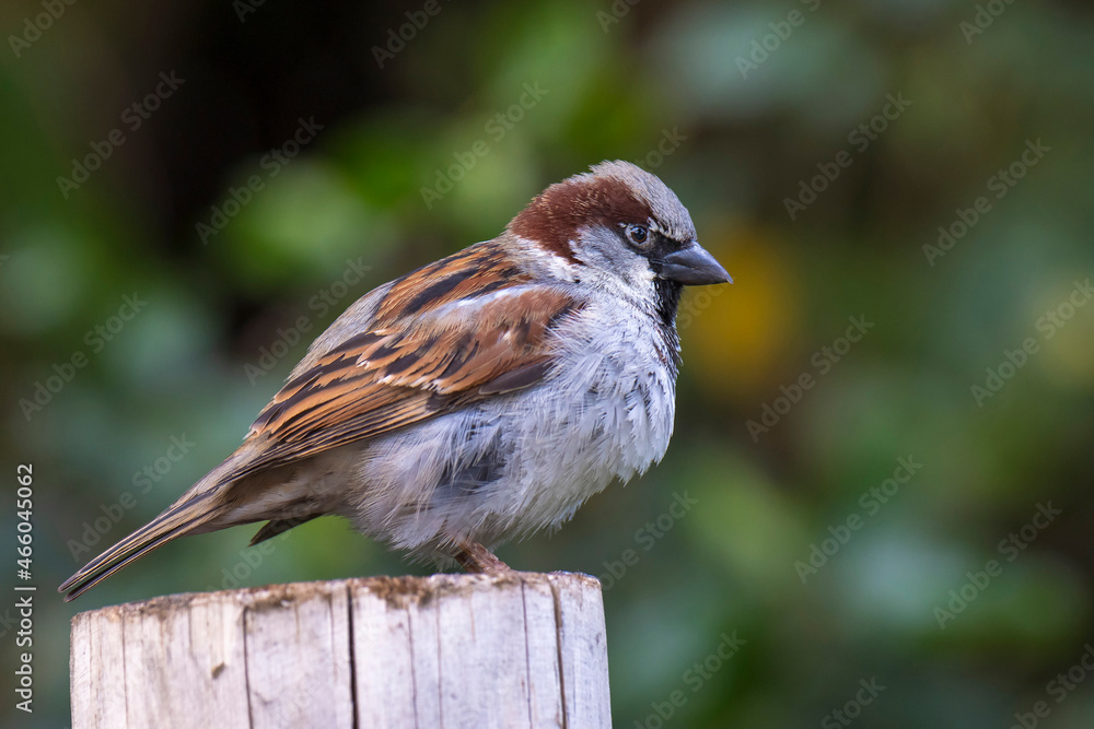 House Sparrow bird, passer domesticus, foraging in a hedge House Sparrow bird, passer domesticus, foraging in a hedge