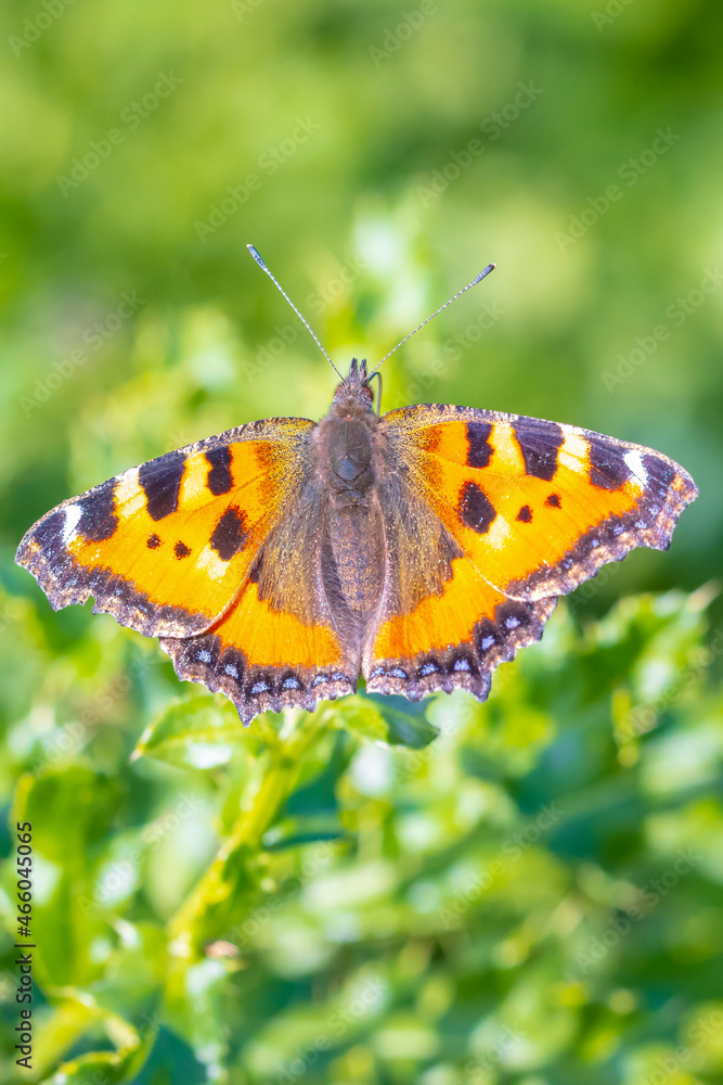 Aglais urticae, small tortoiseshell butterfly top view, open wings Aglais urticae, small tortoiseshell butterfly top view, open wings