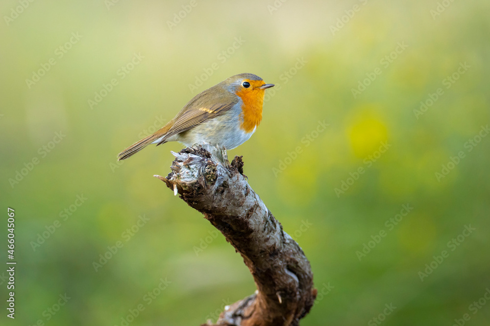 European robin bird Erithacus rubecula perched European robin bird Erithacus rubecula perched