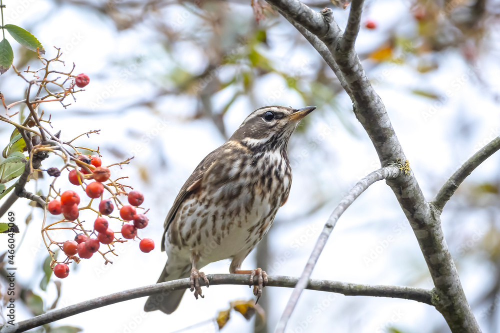 Redwing Turdus iliacus bird eating berries