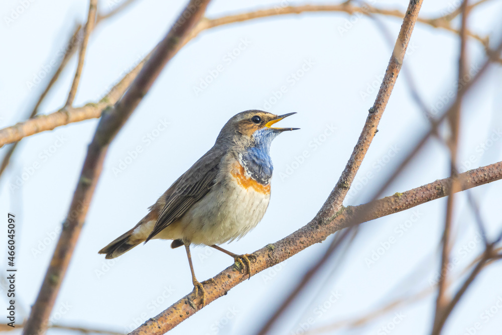 Closeup of a blue-throat bird Luscinia svecica cyanecula singing Closeup of a blue-throat bird Luscinia svecica cyanecula singing