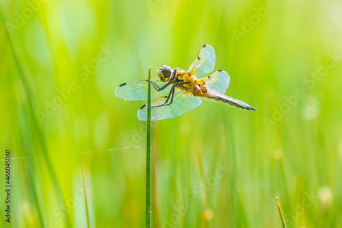 Close-up of a four-spotted chaser Libellula quadrimaculata dragonfly photo