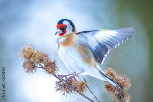 Tela European goldfinch bird, Carduelis carduelis, perched eating seeds in snow durin