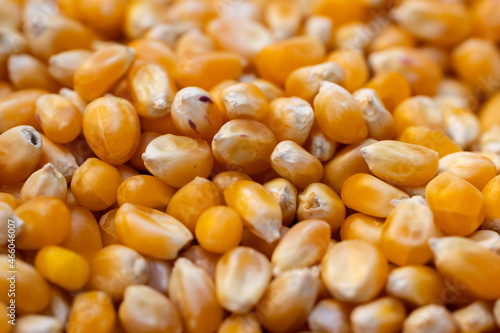 fresh corn kernels in the market