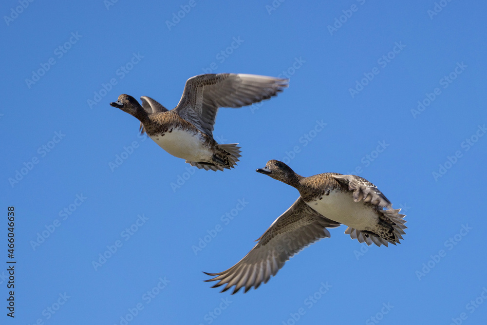 Obraz premium 飛翔するオナガガモ