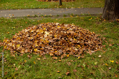 a pile of dry fallen yellow leaves on a green lawn in the park