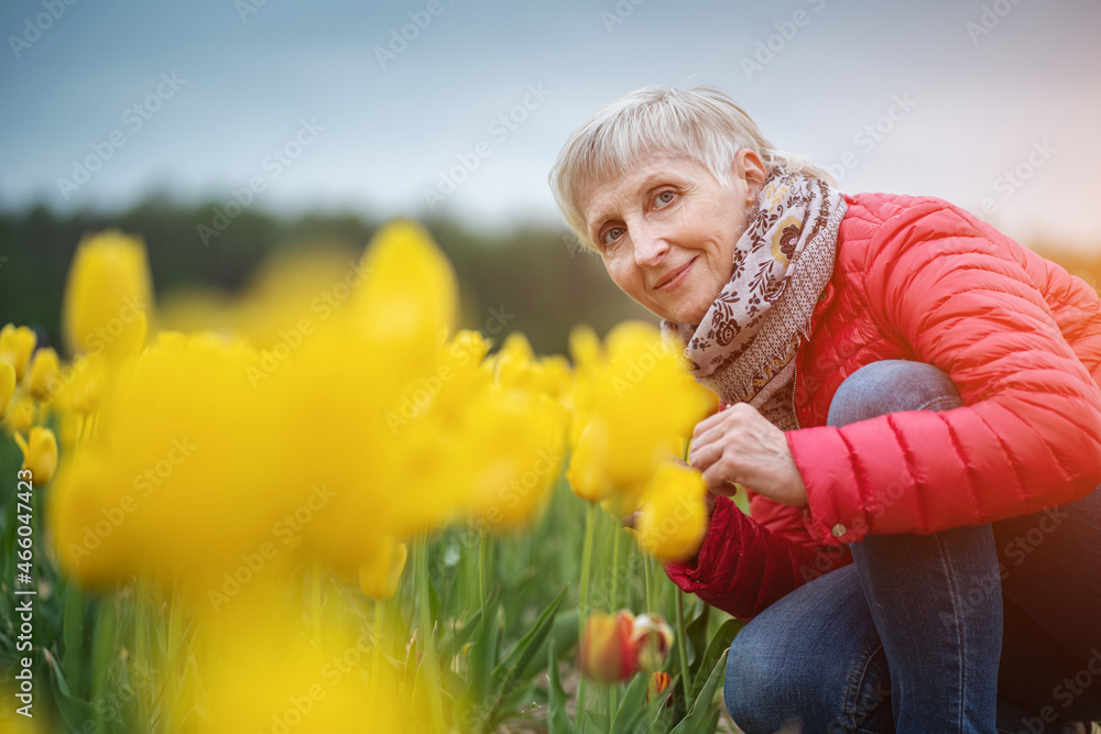 senior woman smell beautiful vivid blossoms of flowers on Netherlands tulip fest senior woman smell beautiful vivid blossoms of flowers on Netherlands tulip fest