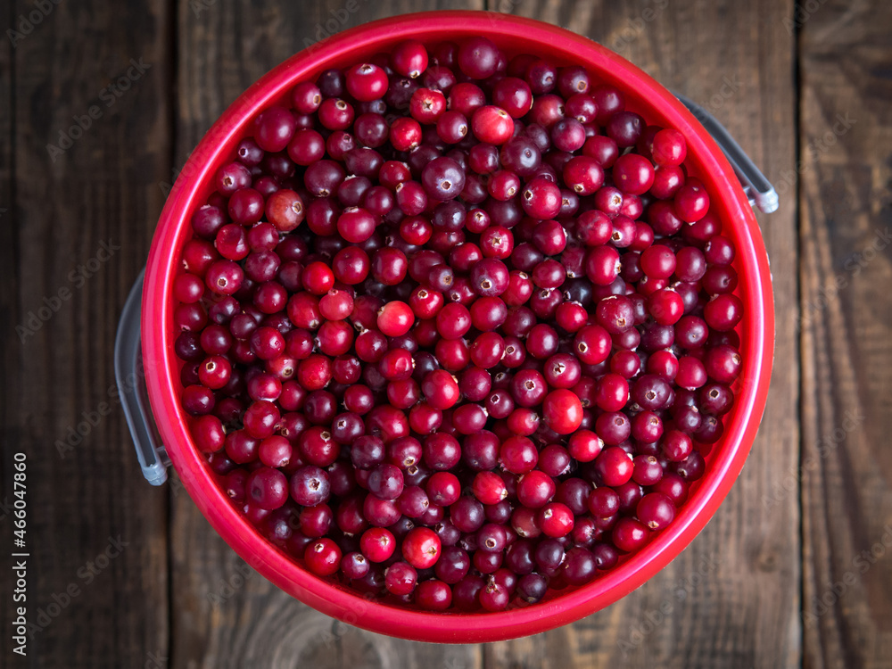 whole bucket ripe fresh cranberries close up whole bucket ripe fresh cranberries close up