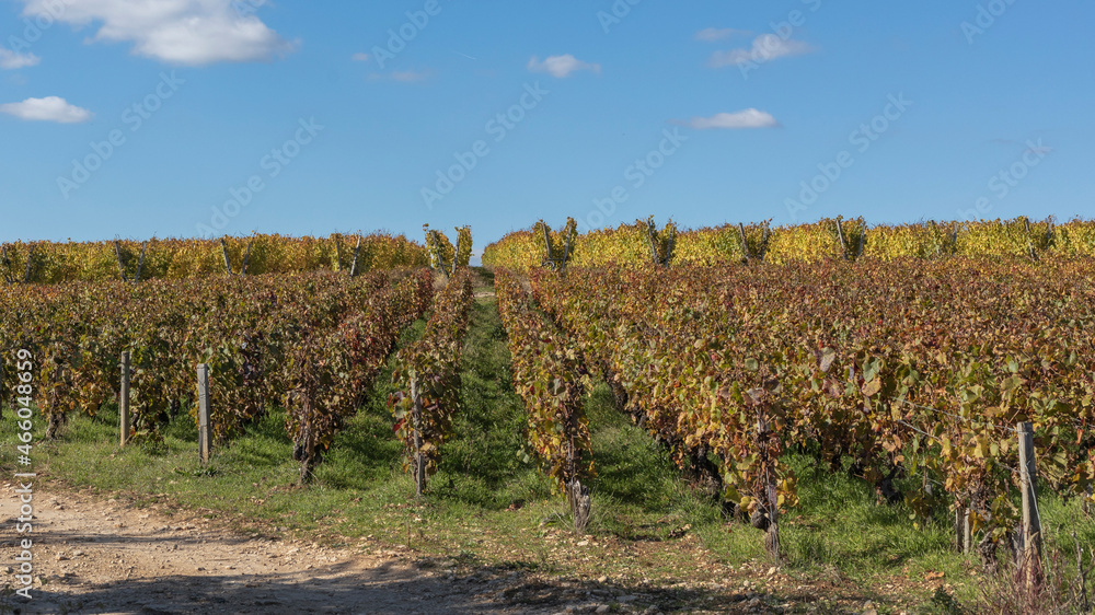 Vines in burgundy using 2 different training methods Vines in burgundy using 2 different training methods