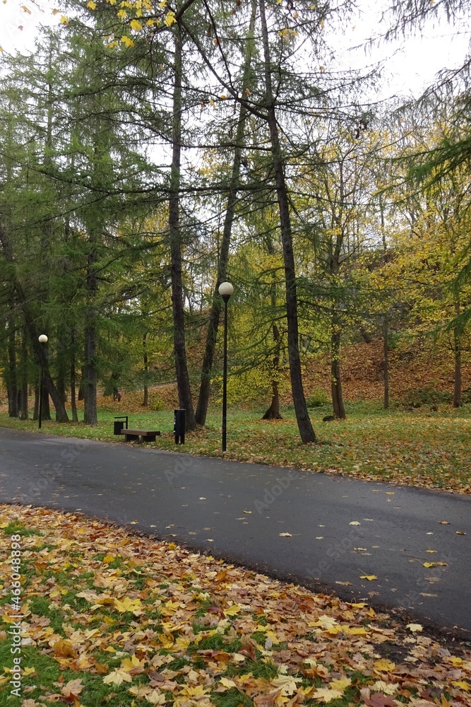 Obraz premium Autumn landscape in Kadriorg park. Asphalt footpath or walkway. Golden brown dry leaves, foliage on the ground. Spruce trees on the back. Tallinn, Estonia. October 2021