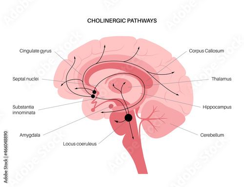Acetylcholine cholinergic pathway photo