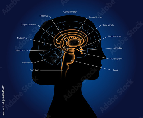 Brain 3D anatomy