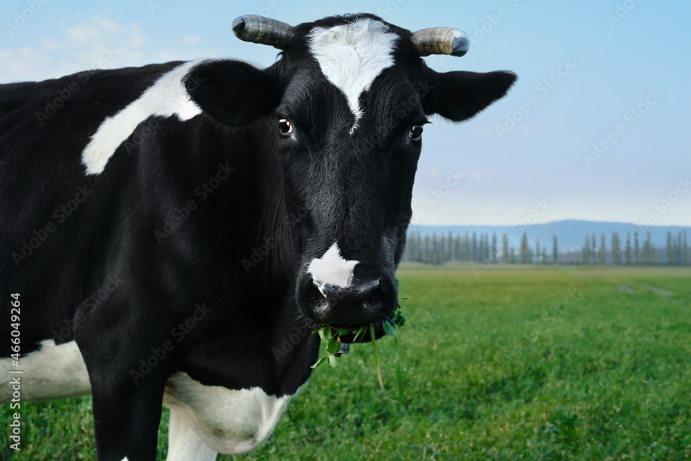Mature and adult black and white cow chewing grass against the background of pasture and blue sky. Delicate look of a cow with a white spot